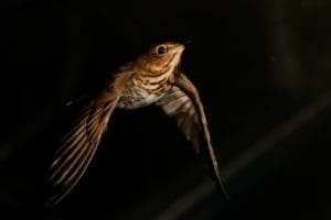 flying bird