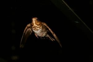 flying bird