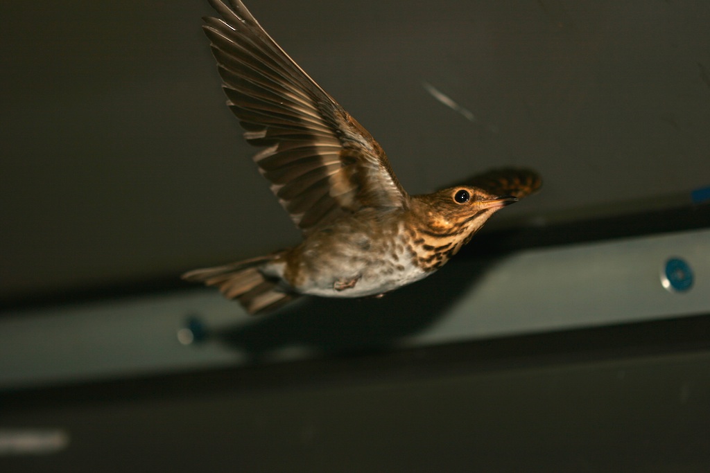 Western researchers discover migratory birds burn protein as in-flight water source