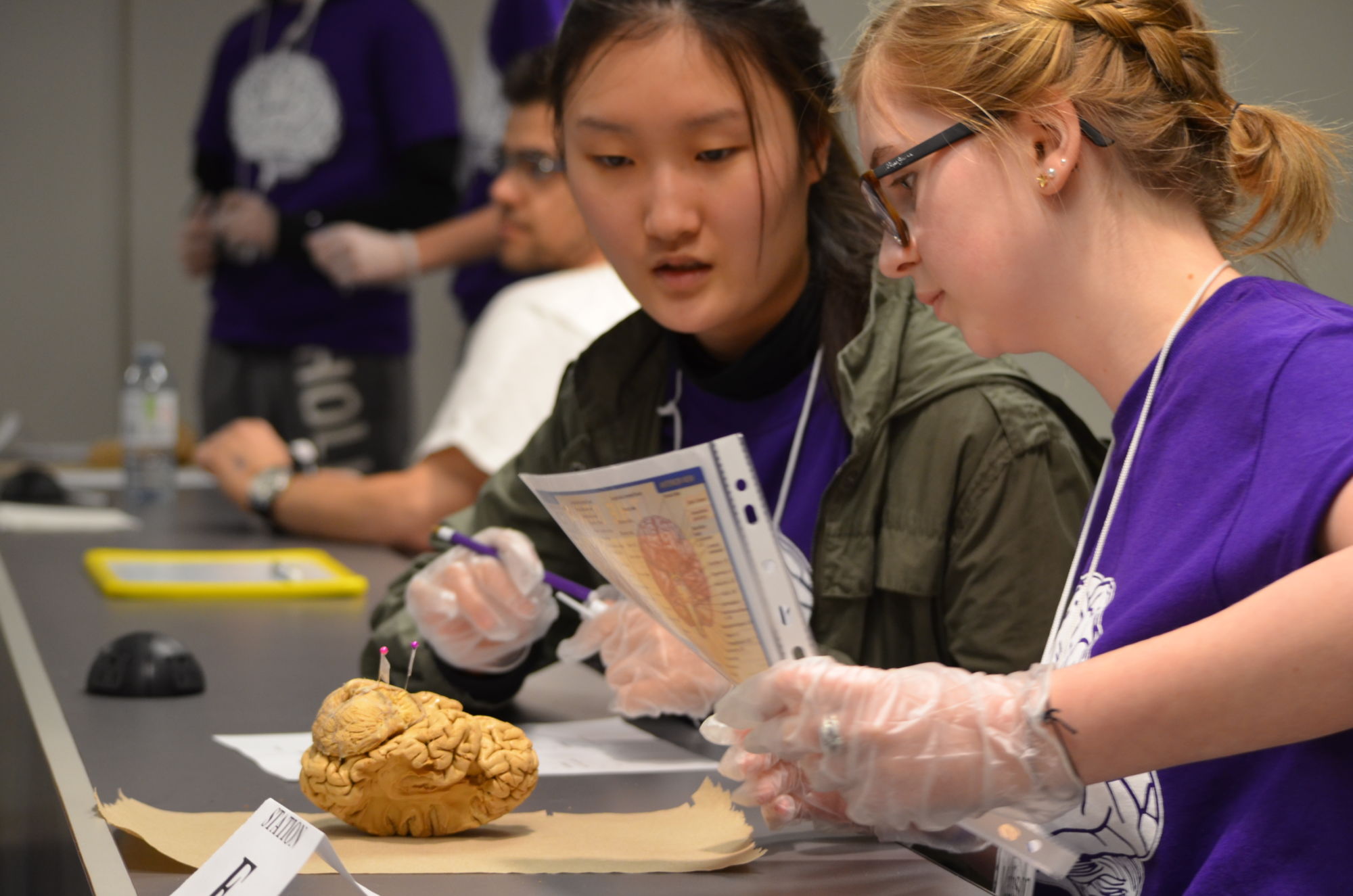 London Brain Bee 2019 encourages next generation of neuroscientists