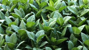 Tobacco plants
