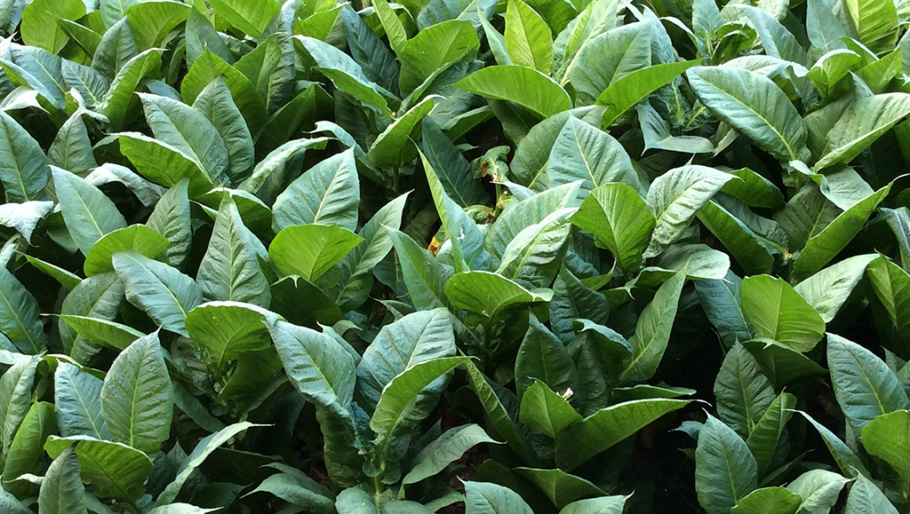 Tobacco plants transformed into ‘green bioreactors’ to benefit human health