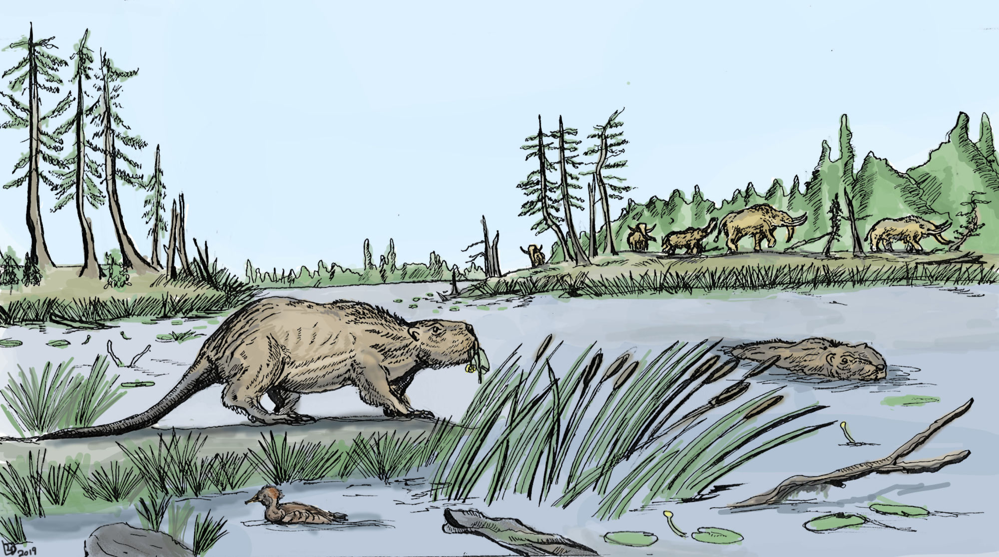 Giant beavers didn’t eat wood and that’s likely why they didn’t survive the last Ice Age