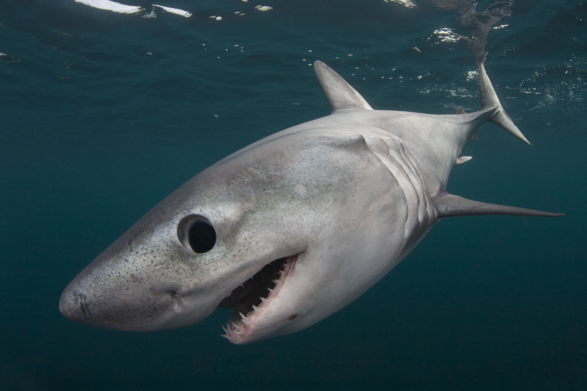 International study looks to protect and conserve critically endangered shark species