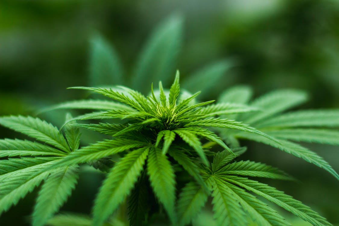 Cannabis leaves Cannabis leaves