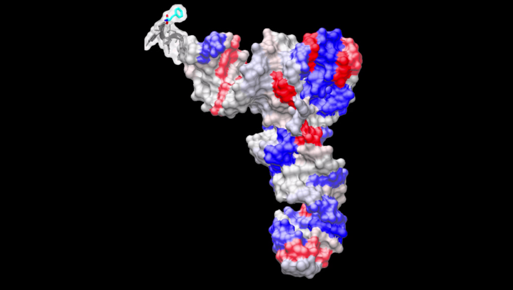 Lost in translation: researchers discover translator gene may play a role in disease