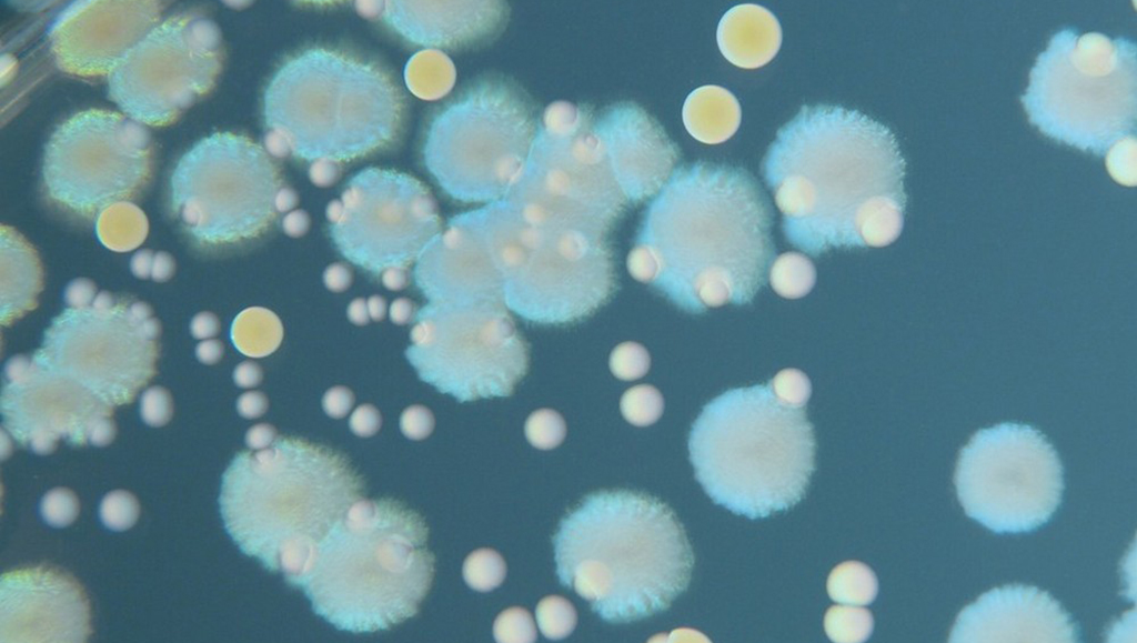 Researchers unlock potential to use CRISPR to alter the microbiome