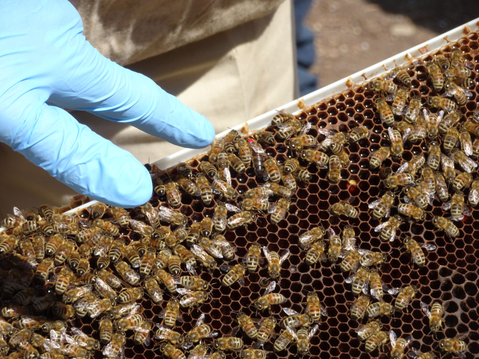 Using probiotics to protect honey bees against fatal disease