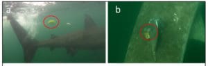 Basking Shark Tracking