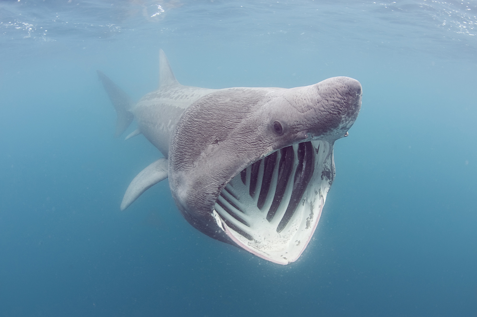 First evidence in more than a decade of endangered and ‘weird’ shark traveling to Canada