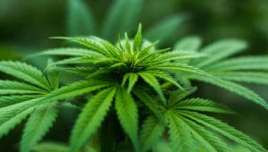 cannabis plant