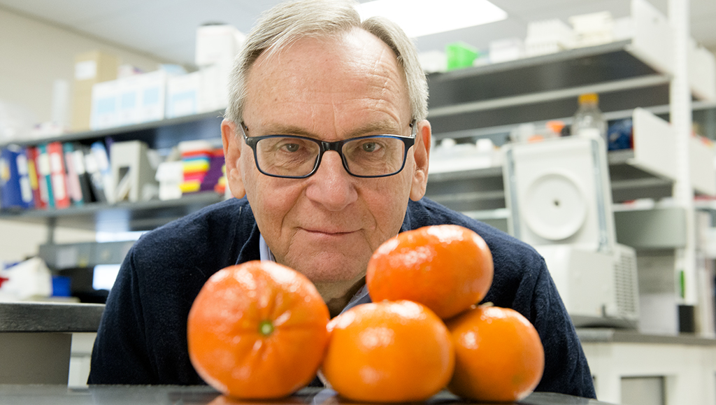 Molecule found in oranges could reduce obesity and prevent heart disease and diabetes