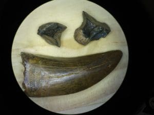 Fossils of Tyrannosaur, Hadrosaur and Ceratopsid Teeth