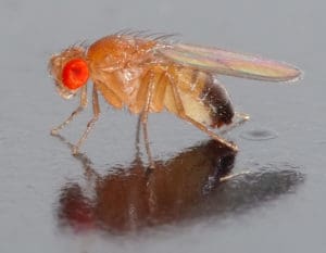 Adult D. melanogaster