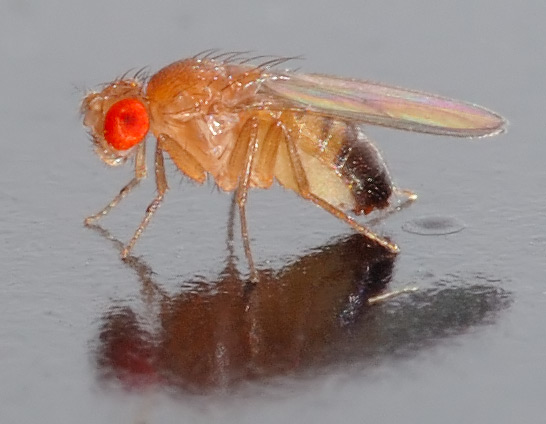 Fruit fly gene study critical first step in understanding complex human mating rituals