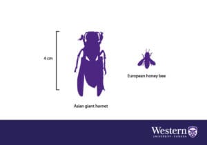 Murder Hornet Comparison