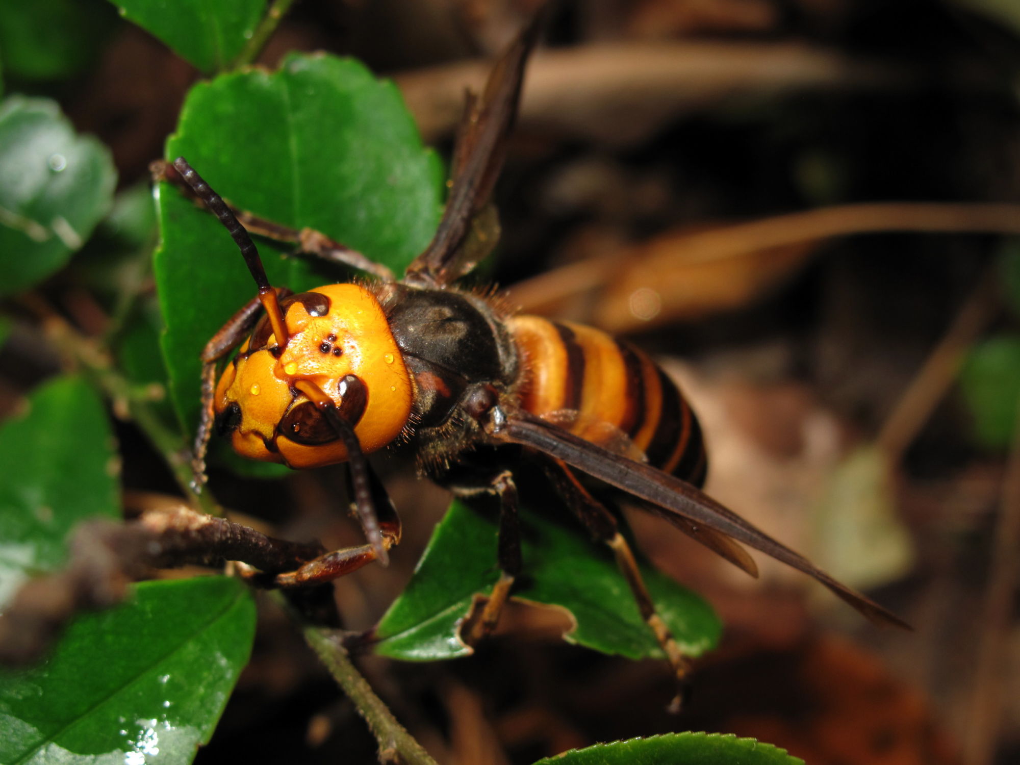 Insect experts available to discuss ‘murder hornets’ and potential Canadian impact