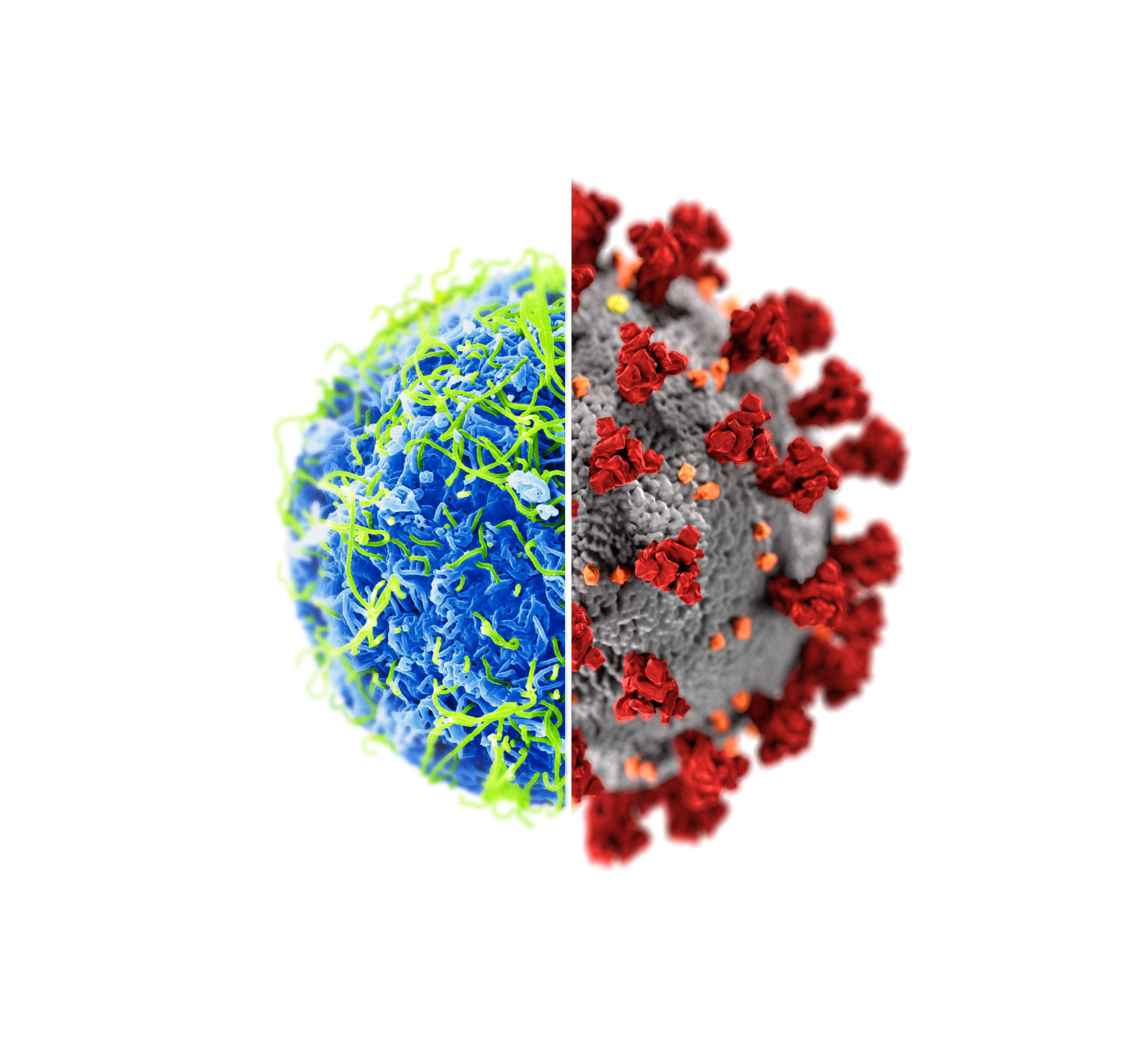 Ebola ’emergency’ vaccines provide ethical blueprint for COVID-19 response