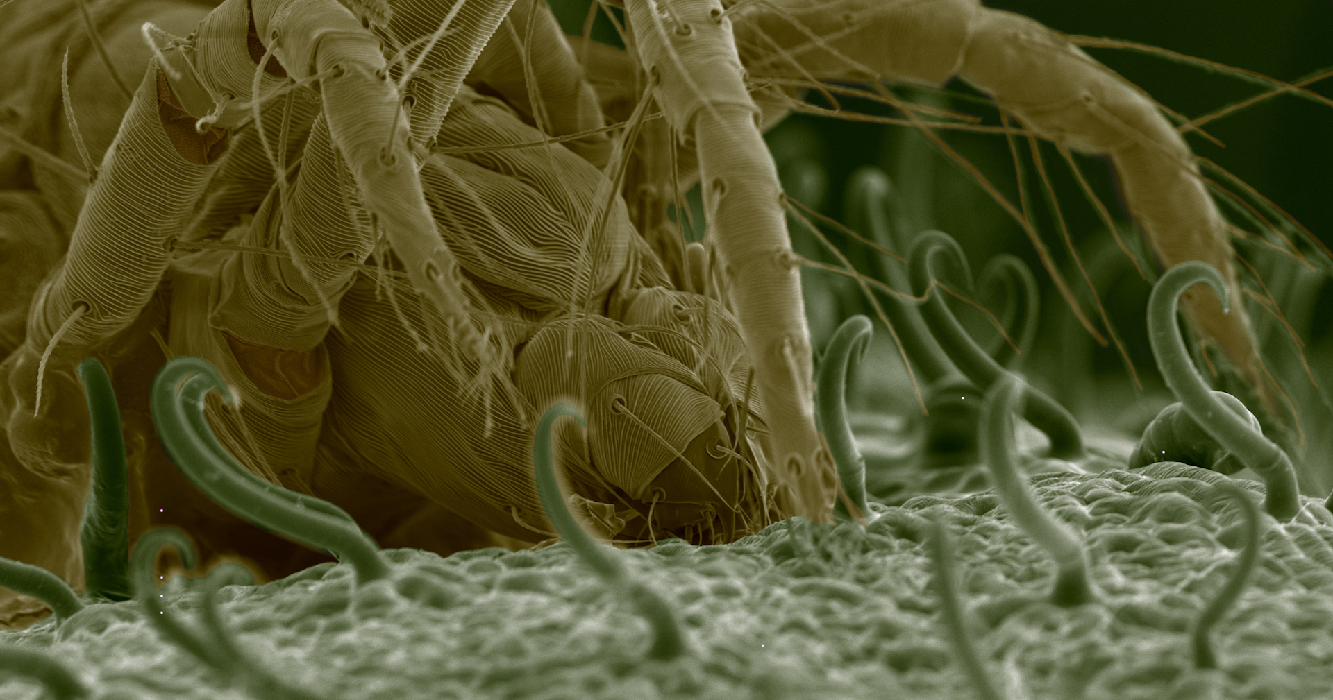 Amazing spider mite silk key to new nanomaterial ‘stronger than steel’