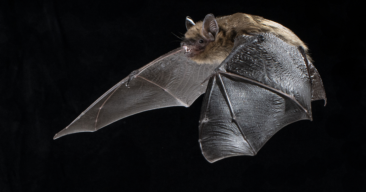 Bats may hold the key to vaccines for future pandemics