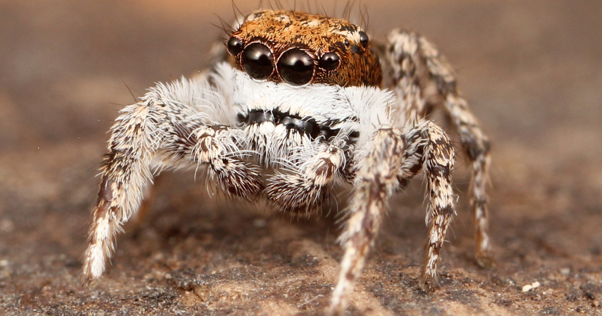 Biophysicists ‘jump’ to conclusion for understanding spider movement