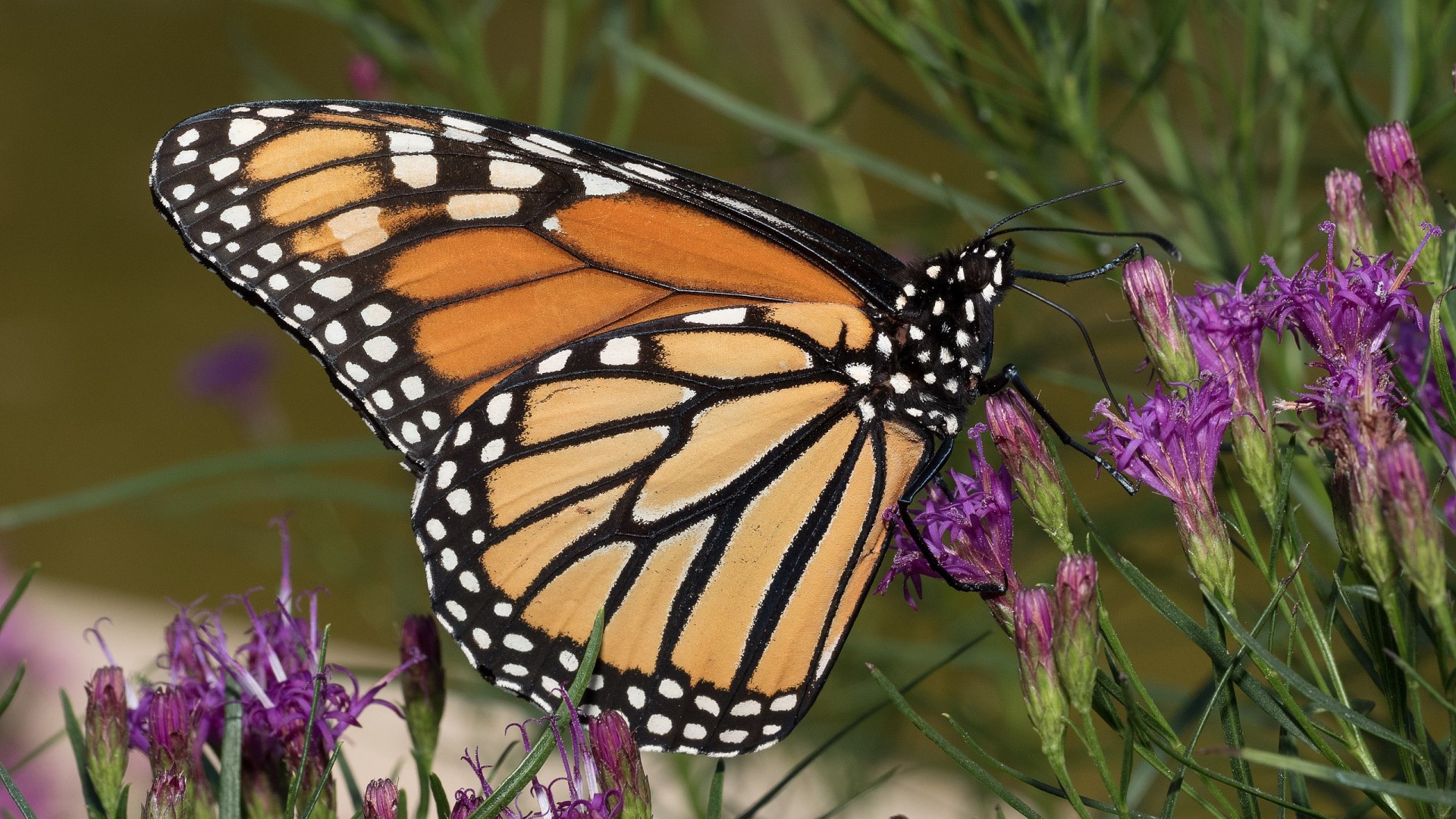 Experts available to speak about the declaration of monarch butterflies as an endangered species