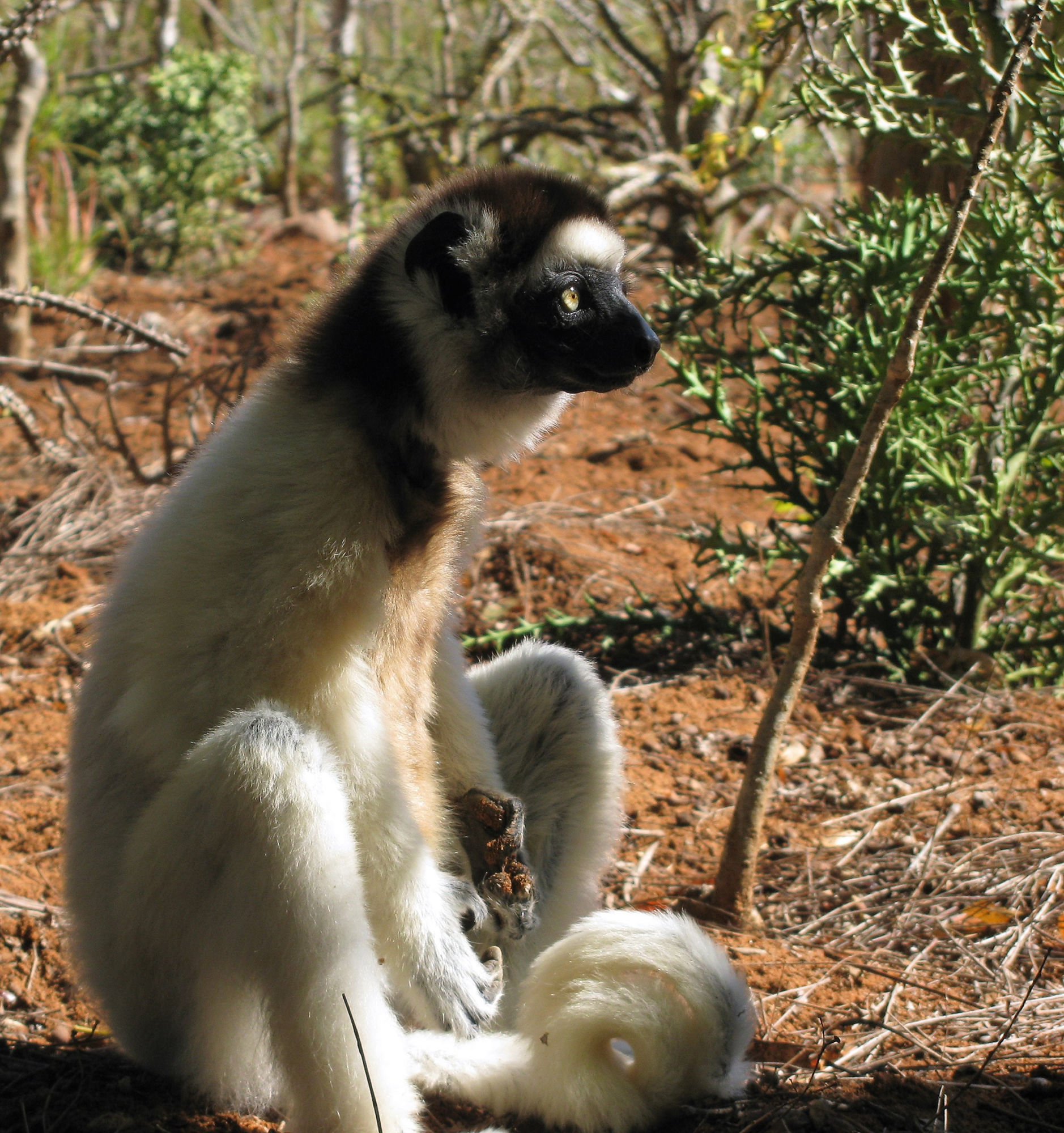 Climate change and deforestation may drive tree-dwelling primates to the ground