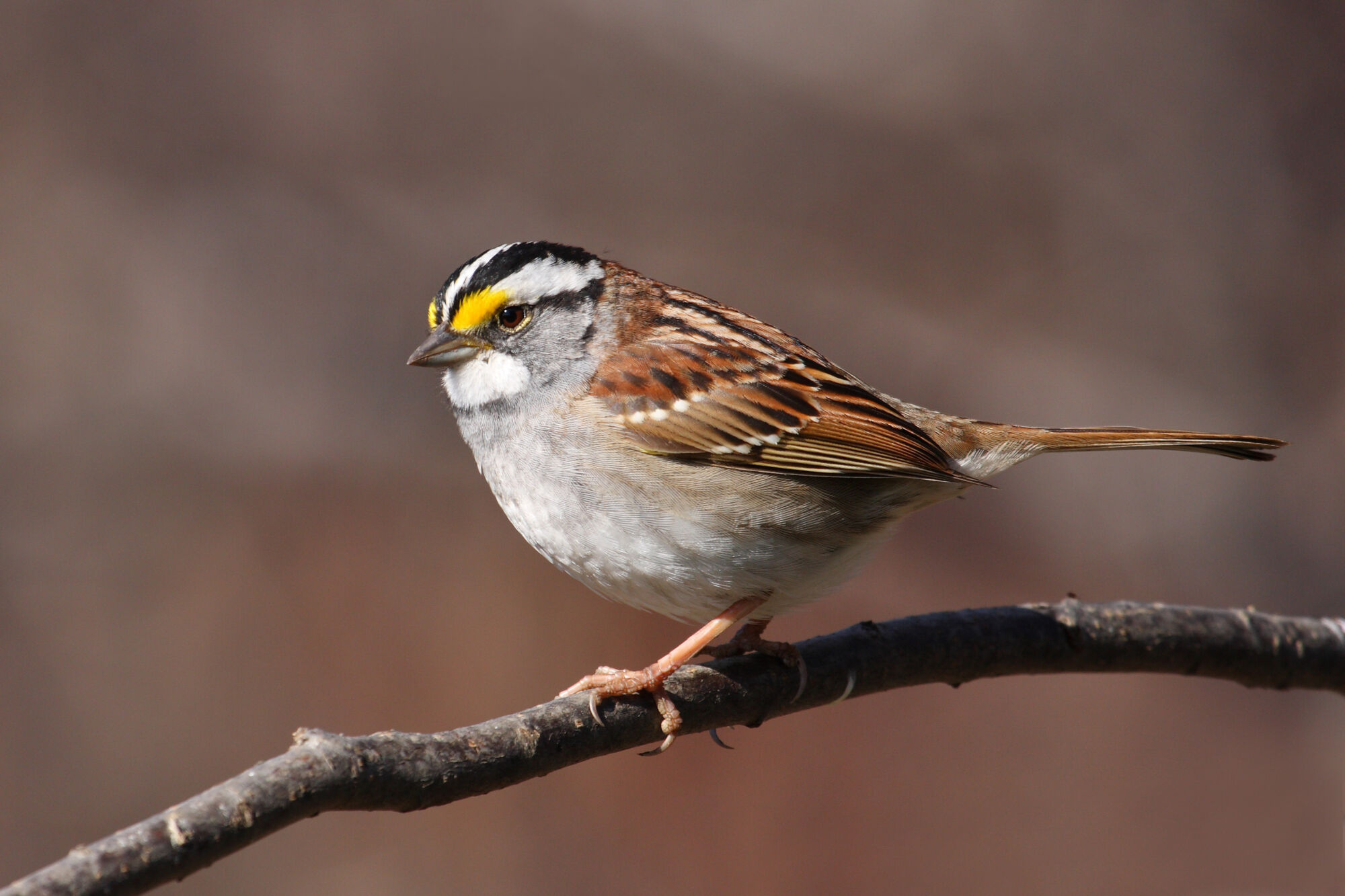 Bird brains can flick switch to perceive Earth’s magnetic field  