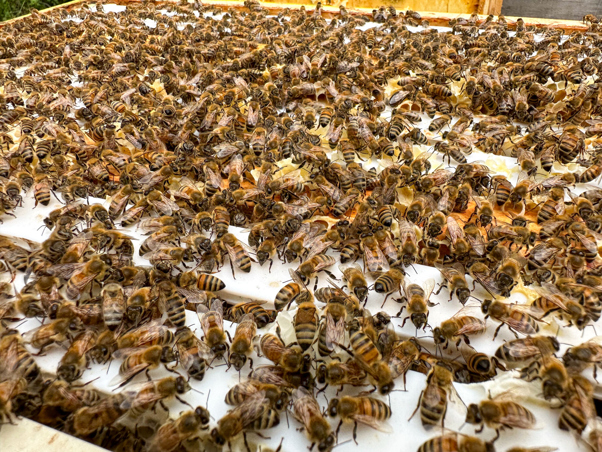 Probiotics positively influence honeybee health, Western research finds
