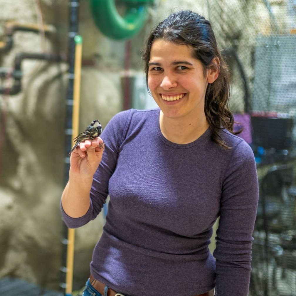 Migratory songbirds change breathing pattern to fly at high altitude
