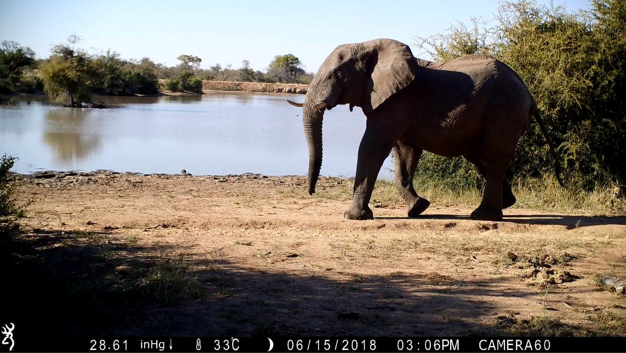Fear of human “super predator” pervades South African savanna