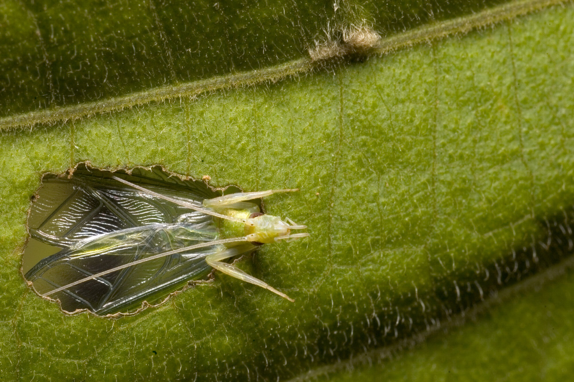 Animals like crickets use the ground to amplify calls