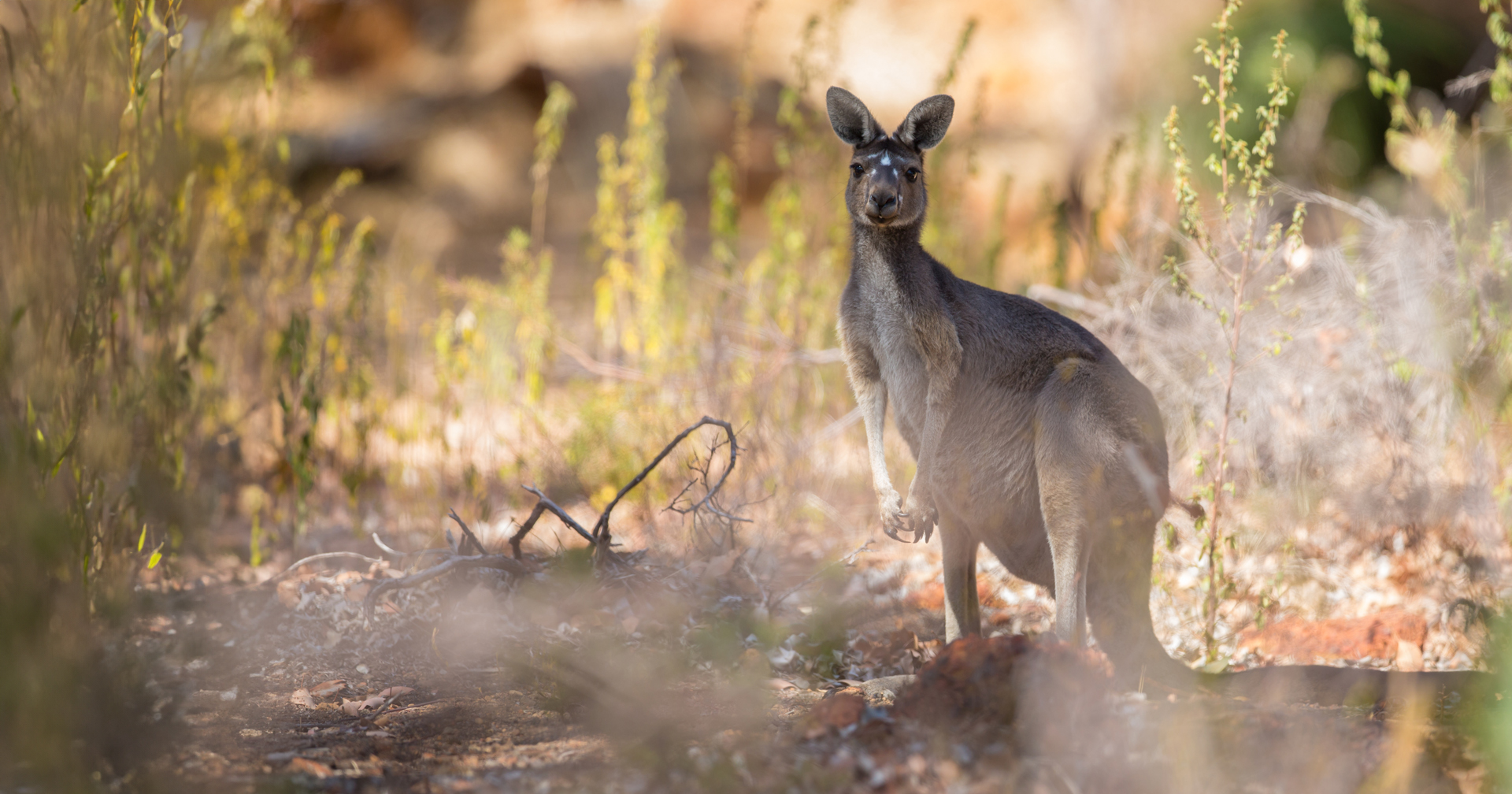 Australian study proves ‘humans are planet’s most frightening predator’