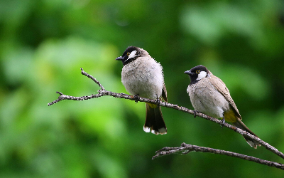 Study reveals how Canadian songbirds change their bodies during migration | Canadian Geographic
