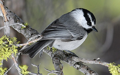 Chickadee study finds cognitive skills can impact lifespan and offspring | CBC London Morning