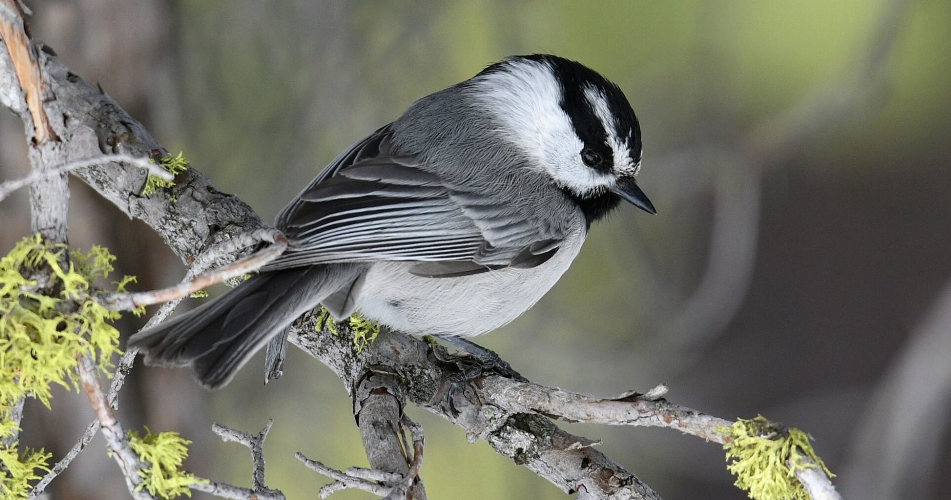 New chickadee research finds cognitive skills impact lifespan
