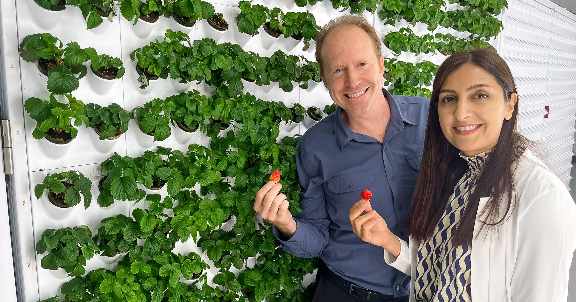 AI and computer vision achieves near-perfect accuracy in detecting ripeness, disease in strawberry cultivation