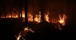 Wildfire