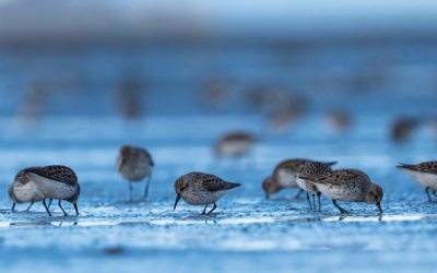 The magic in the mud: sandpipers’ migration superfood | Canadian Geographic