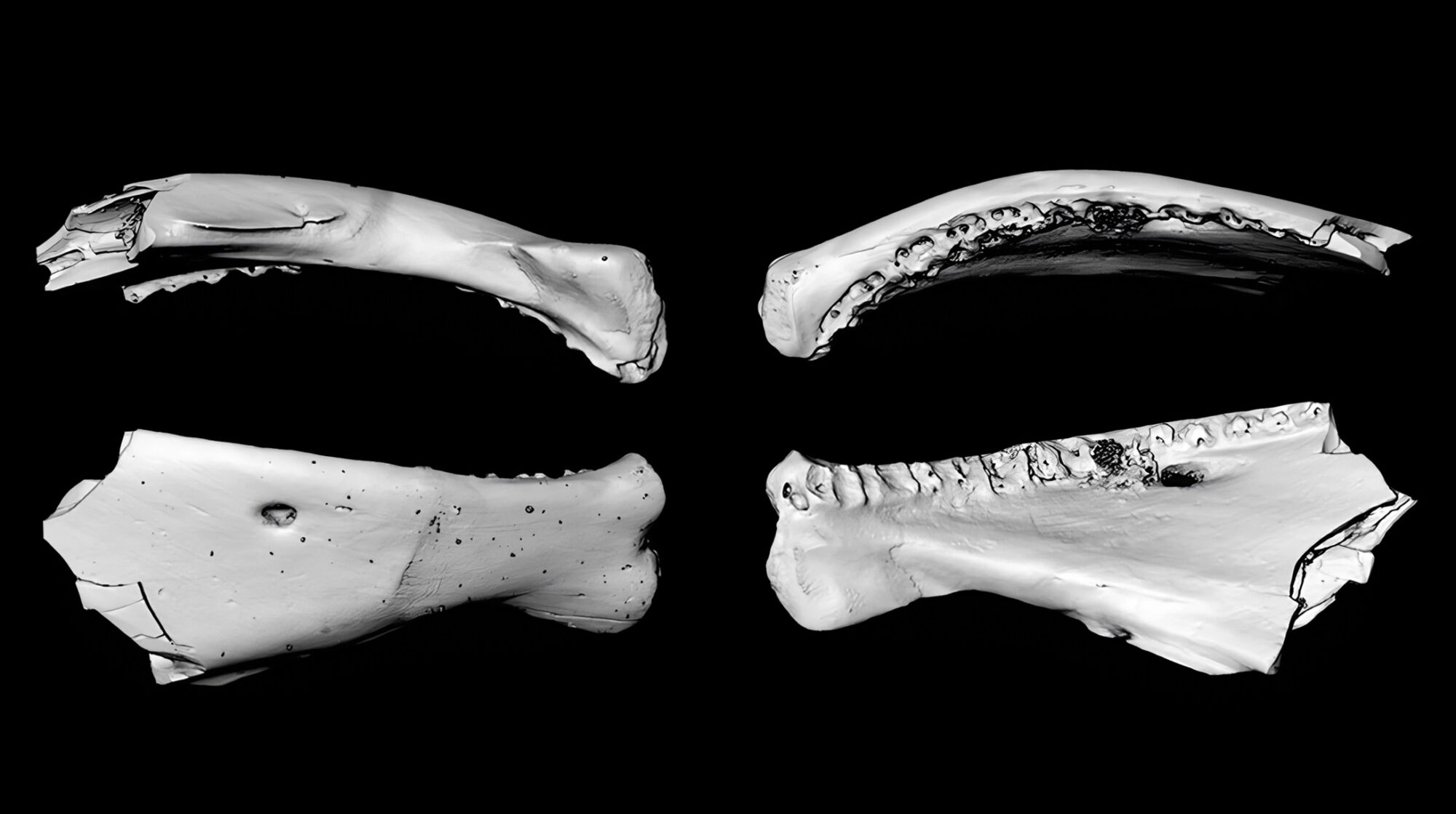Arctic fossils reveal world’s oldest salmon and carp relatives