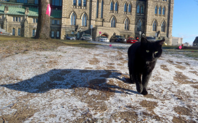 Coal, the Lone Survivor of Canada’s Parliamentary Cat Colony, Dies | The New York Times