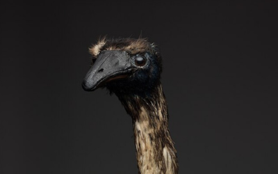 Giant, flightless bird is next target for de-extinction company Colossal Biosciences | CNN