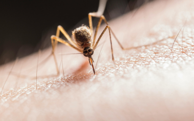 Mosquitoes in Toronto have tested positive for West Nile Virus. Here’s what you need to know to protect yourself | CTV News