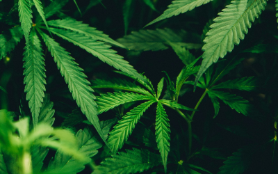 Stronger cannabis connected to psychosis | CBC’s London Morning