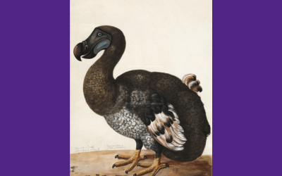 Biotech firm announces ‘pivotal step’ in effort to bring back the dodo | CNN