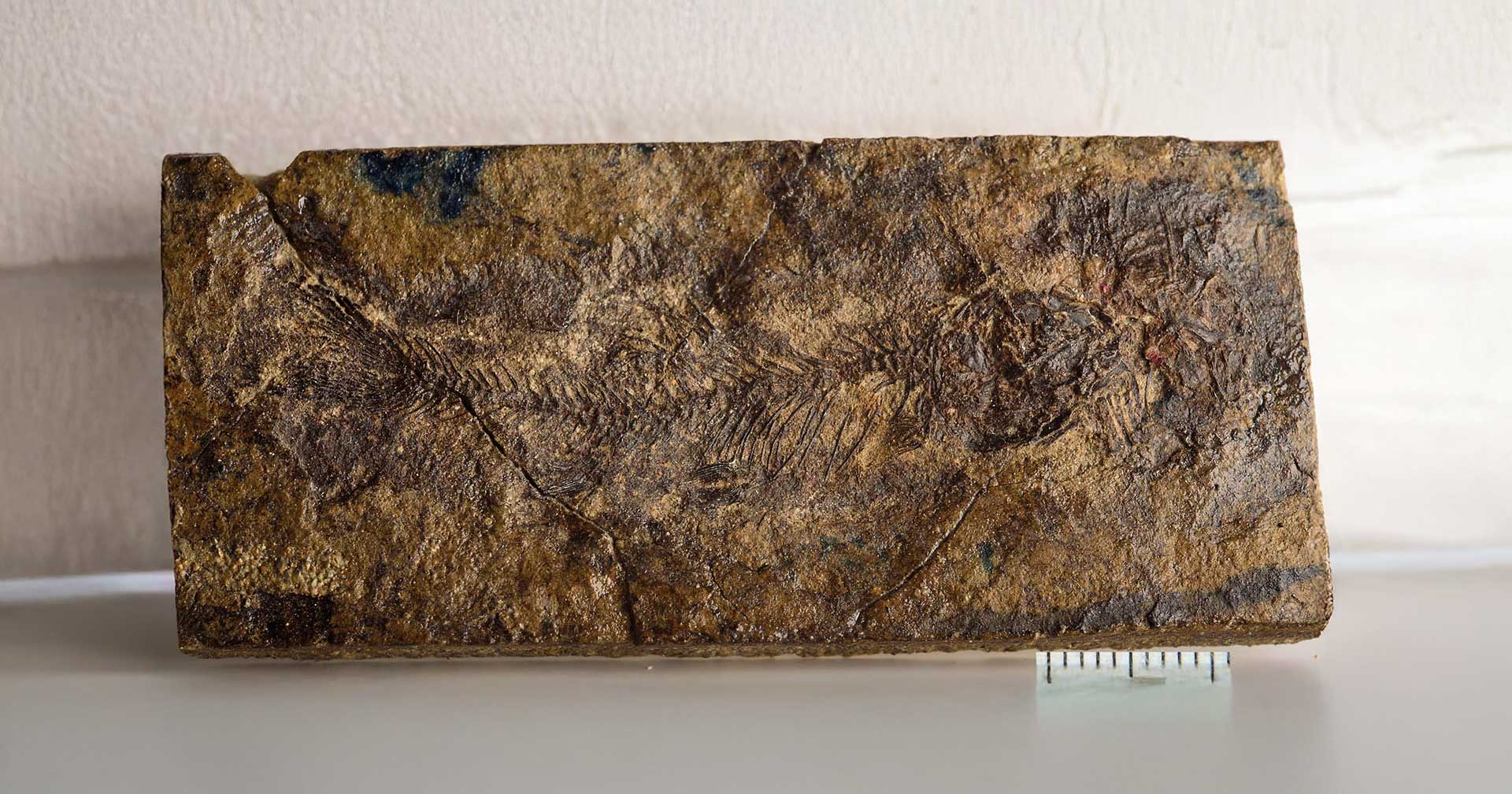 New, tiny prehistoric fish species unlocks origins of catfish and carp