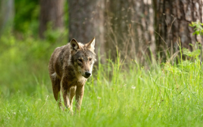 Wolves are still terrified of Nature’s apex predator – us | BBC Science in Action