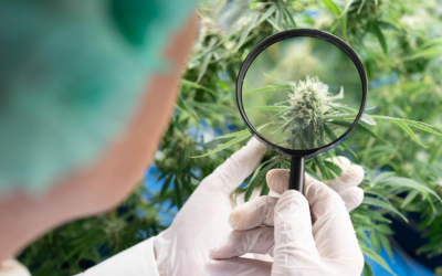 Large-Scale Genetic Study Identifies Genes Associated With Cannabis Use | Forbes