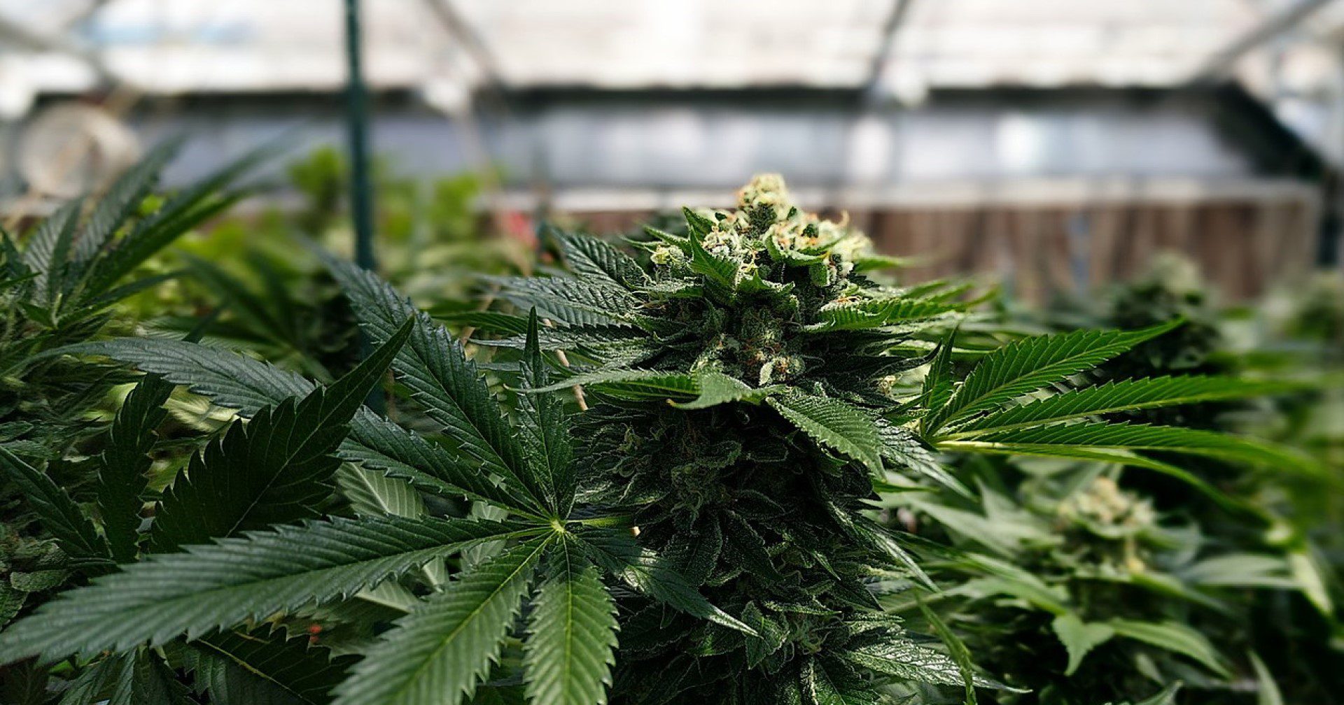 Decoding DNA: Western researcher finds genetic links to cannabis use
