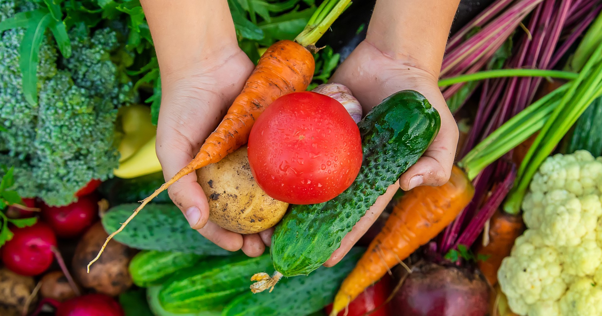Experts available on Canada’s national food security strategy
